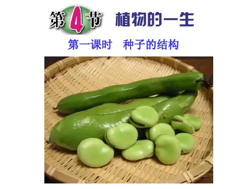 浙教版科学七下植物的一生(第一课时)种子的结构