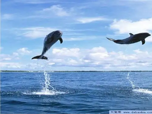 海豚救人__课件(最全)