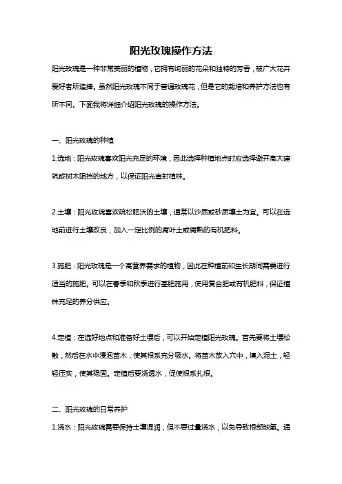 阳光玫瑰操作方法