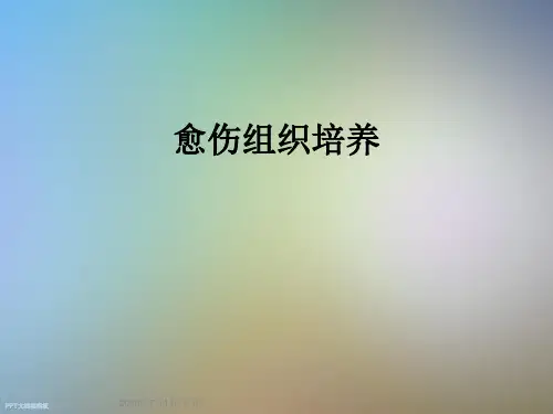 愈伤组织培养