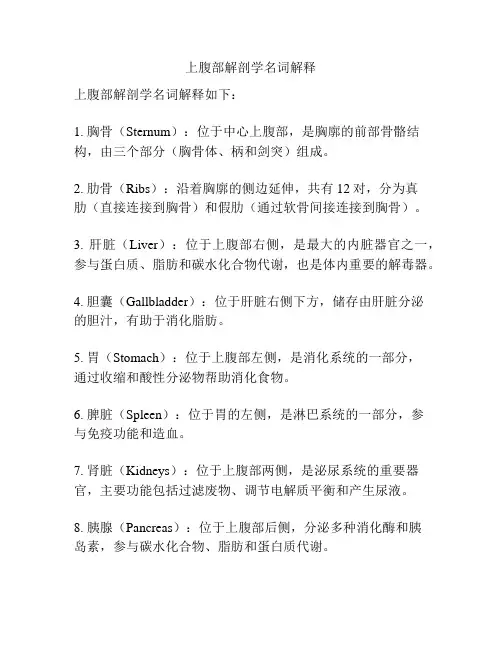 上腹部解剖学名词解释