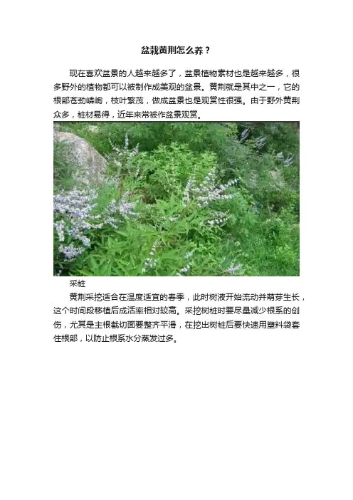 盆栽黄荆怎么养？