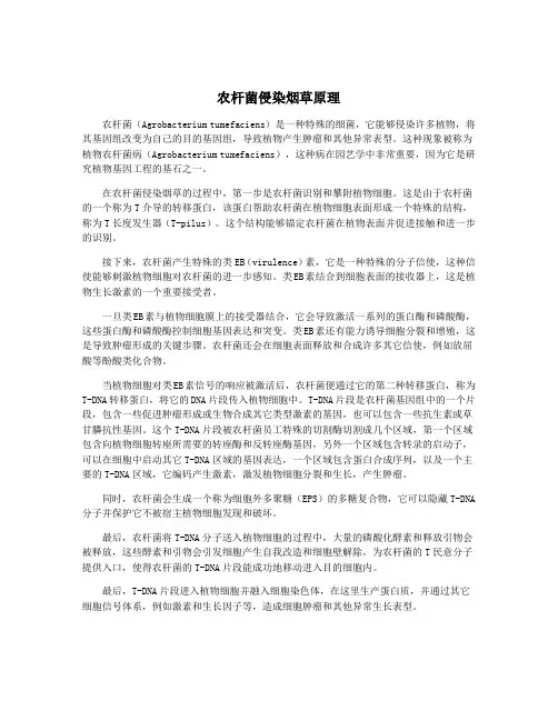 农杆菌侵染烟草原理