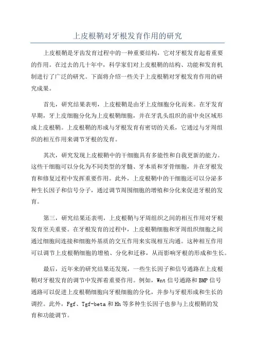 上皮根鞘对牙根发育作用的研究