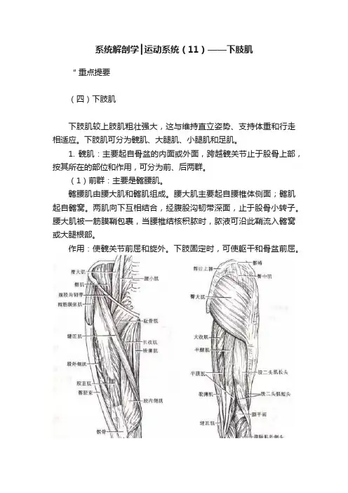 系统解剖学┃运动系统（11）——下肢肌
