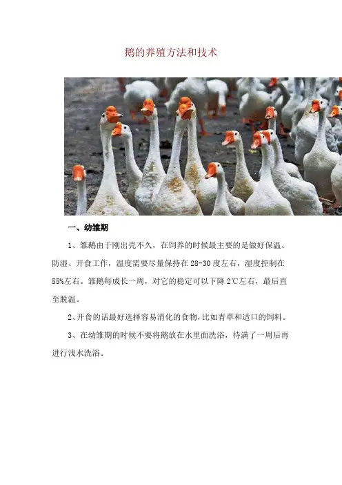 鹅的养殖方法和技术