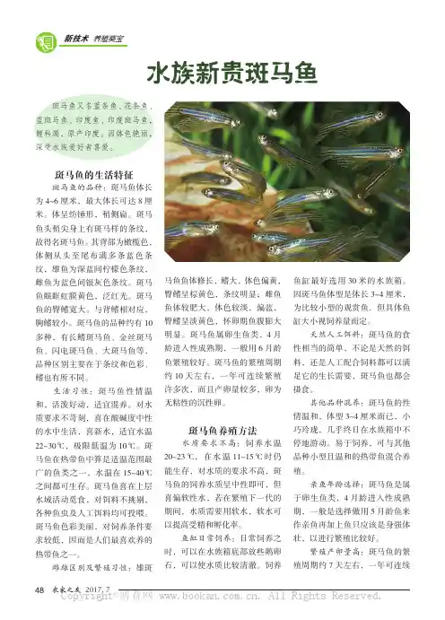 水族新贵斑马鱼