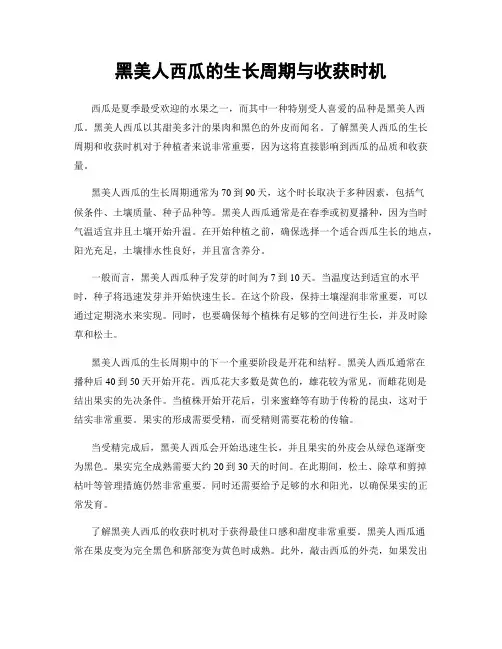 黑美人西瓜的生长周期与收获时机