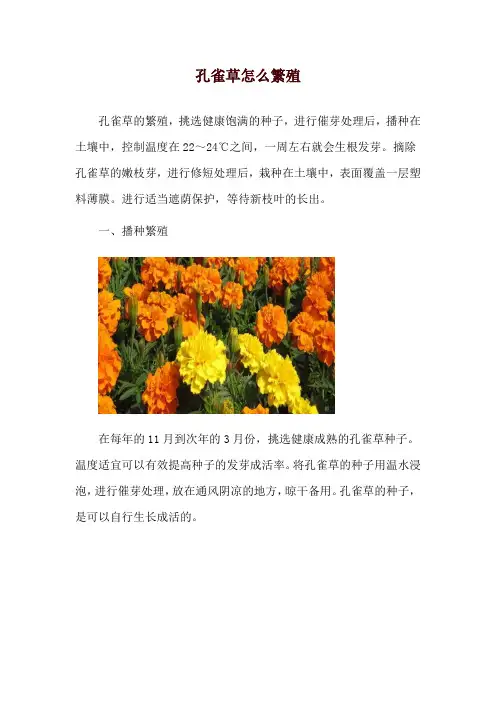 孔雀草怎么繁殖