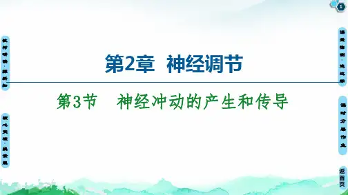 第2章 第3节 神经冲动的产生和传导 课件 【新教材】人教版(2019)高中生物选择性必修1