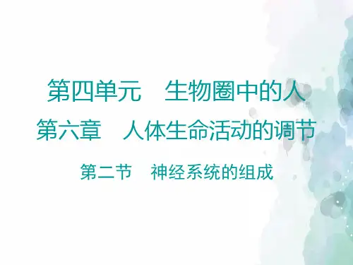 北京课改版-生物-七年级下册-8.1 神经系统的组成 参考课件