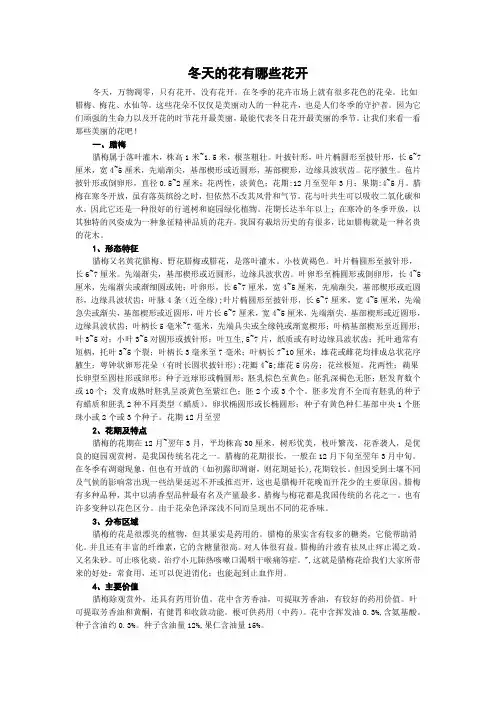 冬天的花有哪些花开
