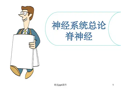 神经系统总论及脊神经