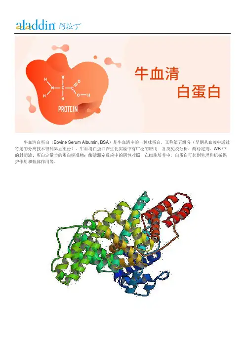 牛血清蛋白