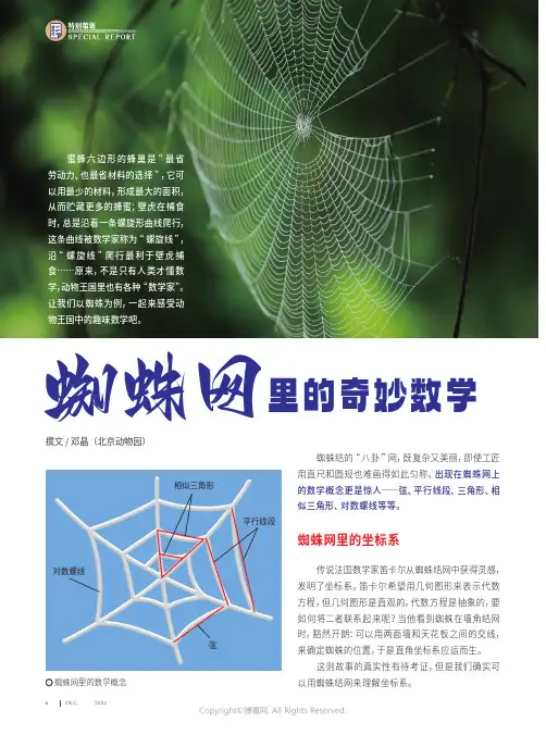 蜘蛛网里的奇妙数学