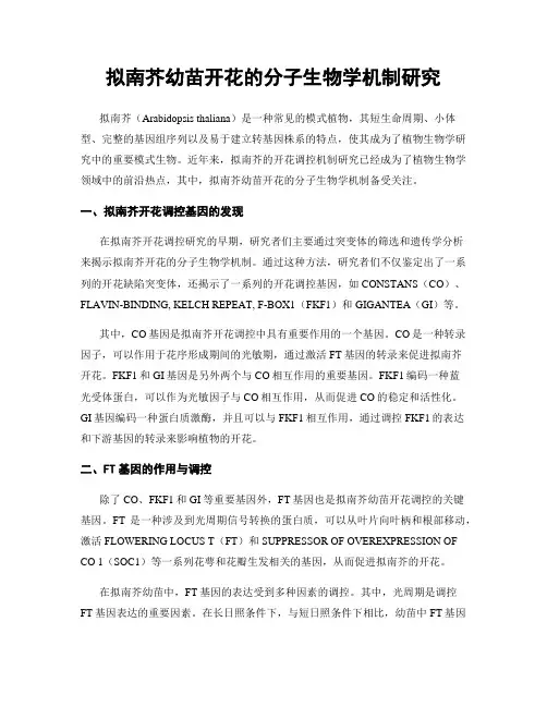 拟南芥幼苗开花的分子生物学机制研究