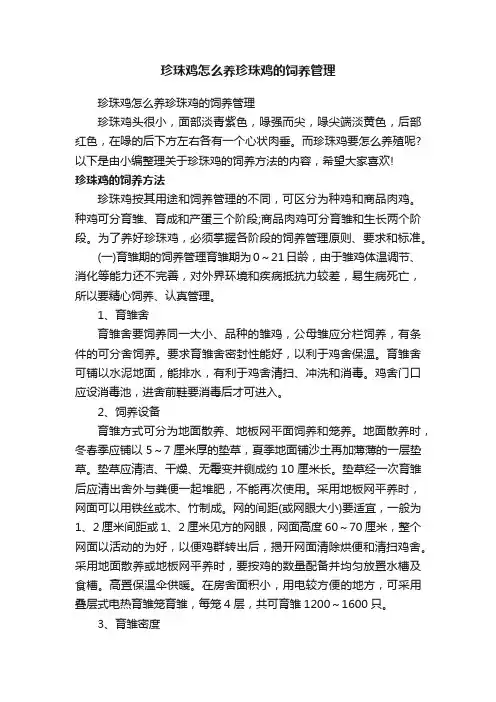 珍珠鸡怎么养珍珠鸡的饲养管理