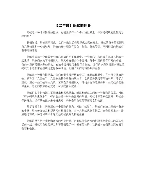 【二年级】蚂蚁的世界