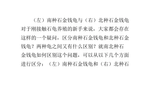 南北种石金钱龟的区别