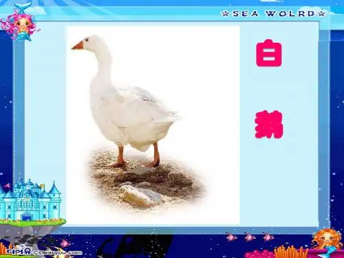 13白鹅