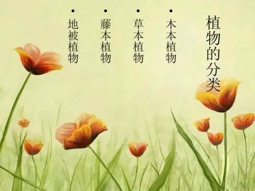 植物的分类