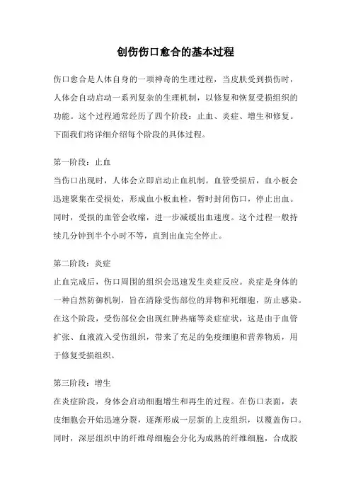 创伤伤口愈合的基本过程