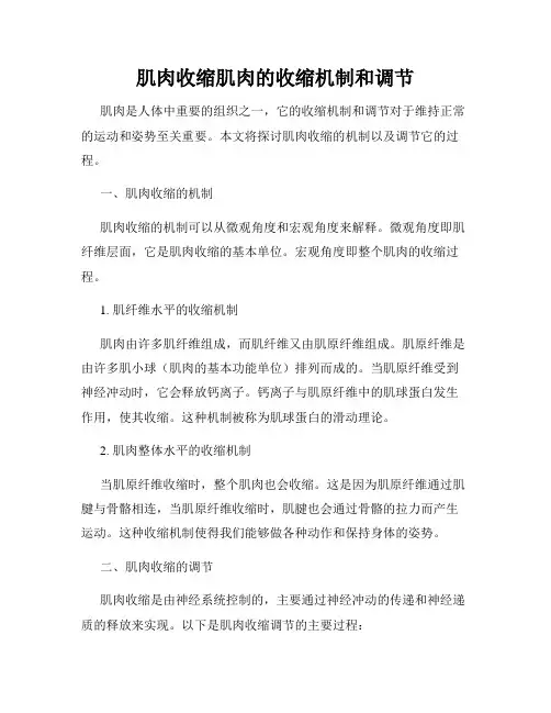 肌肉收缩肌肉的收缩机制和调节
