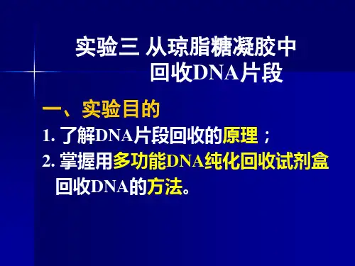 从琼脂糖凝胶中回收DNA