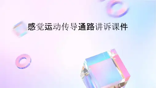 感觉运动传导通路讲诉课件