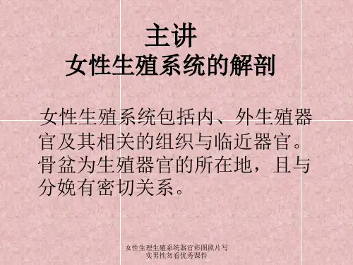 女性生理生殖系统器官彩图照片写实男性勿看优秀课件