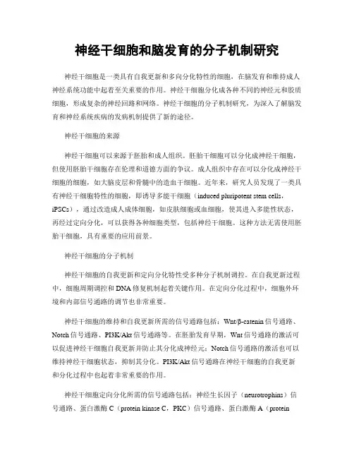 神经干细胞和脑发育的分子机制研究