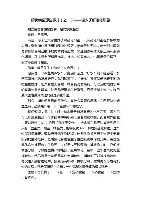 硝化细菌那些事儿（之一）——深入了解硝化细菌