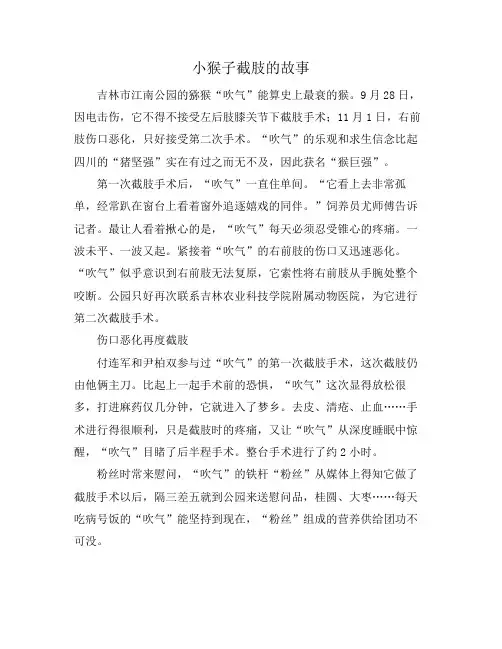 小猴子截肢的故事