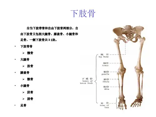 《运动解剖学》下肢骨(运训)