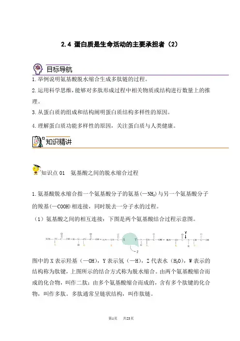 人教版高中生物必修第1册同步精品讲义  2.4 蛋白质是生命活动的主要承担者(第二课时)(教师版)