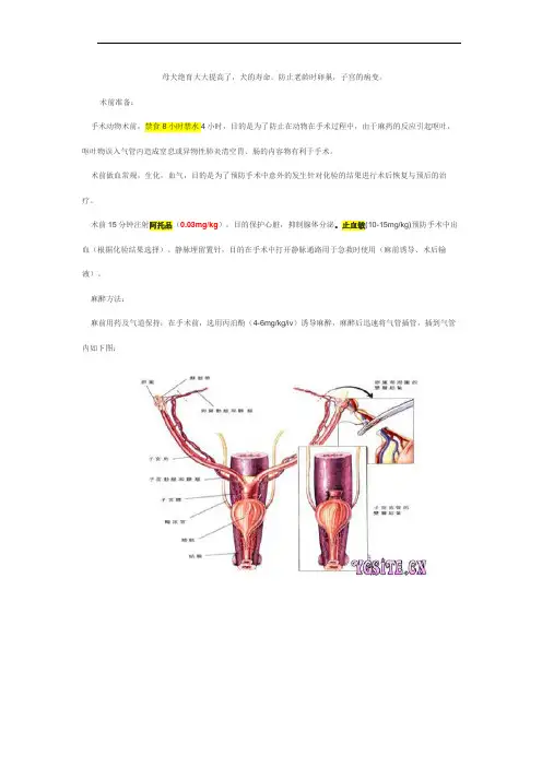 母犬绝育手术