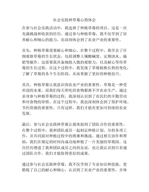 社会实践种草莓心得体会