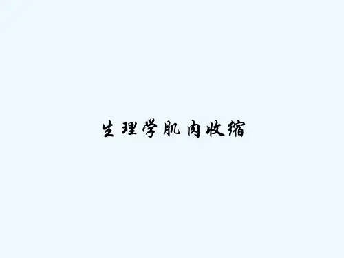 生理学肌肉收缩 PPT