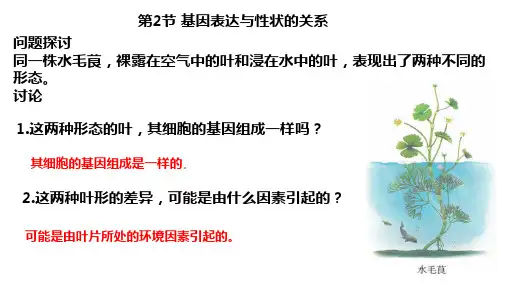 人教版高一必修二第4章 第2节 基因表达与性状的关系PPT下载