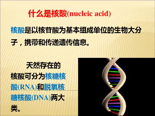 第三章核酸的结构与功能课件