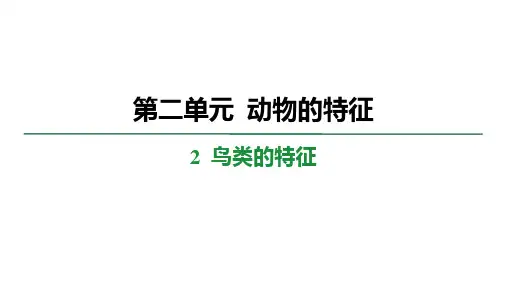 2.2 鸟类的特征 学案课件 大象版科学三年级上册