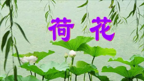 统编版语文三年级下册《荷花》课件ppt