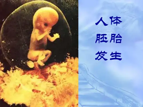 人体胚胎发生--组织学和胚胎学