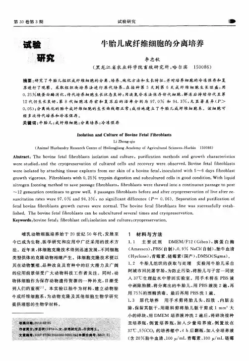 牛胎儿成纤维细胞的分离培养