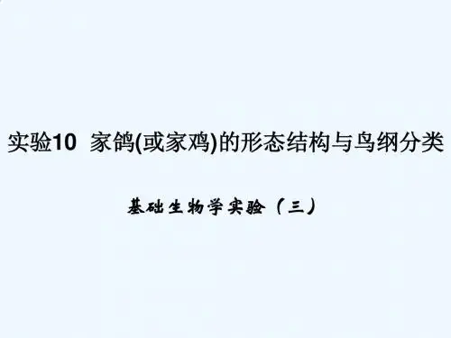 实验10家鸽(或家鸡)的形态结构与鸟纲分类