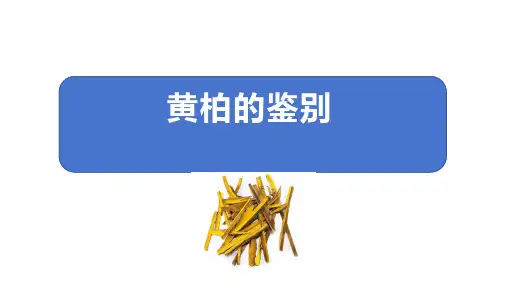 黄柏的鉴别