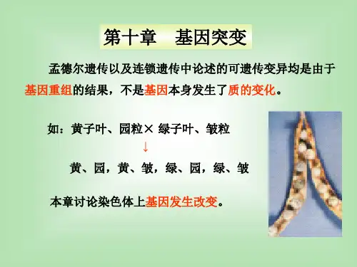 遗传学第三版课件(T)第十章 基因突变