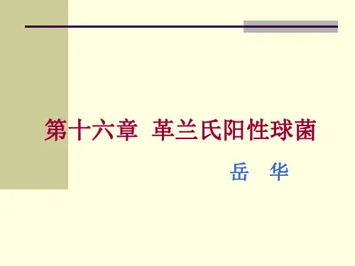 16 革兰氏阳性球菌