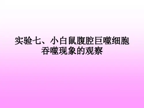 实验七、小白鼠腹腔巨噬细胞吞噬现象的观察