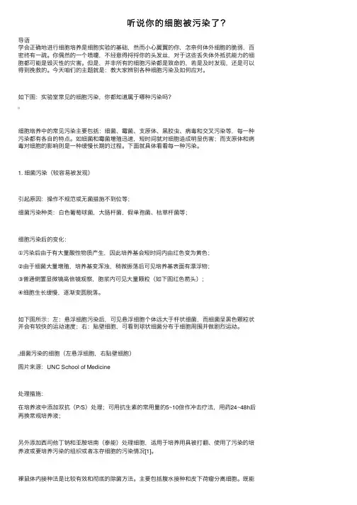 听说你的细胞被污染了？